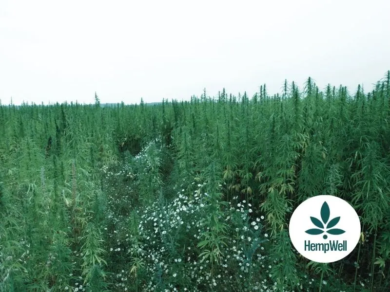 Where do we get our CBD from?