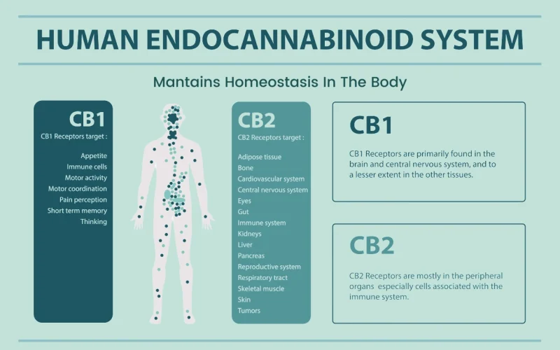 Mantains-Homeostasis-In-The-Body-1.webp